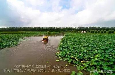 我在寶應荷園等你:接天蓮葉無窮碧,映日荷花別樣紅
